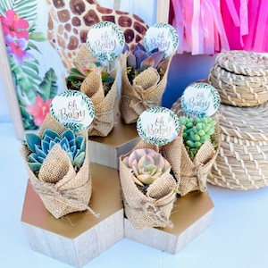 Oh Baby! -  Live Succulent Baby Shower Favors
