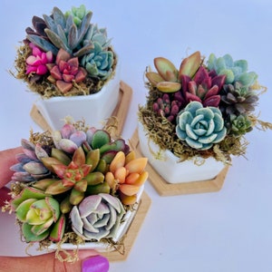 May include: Three white hexagonal succulent planters with a variety of green, pink, and red succulents. The planters are sitting on a wooden surface.