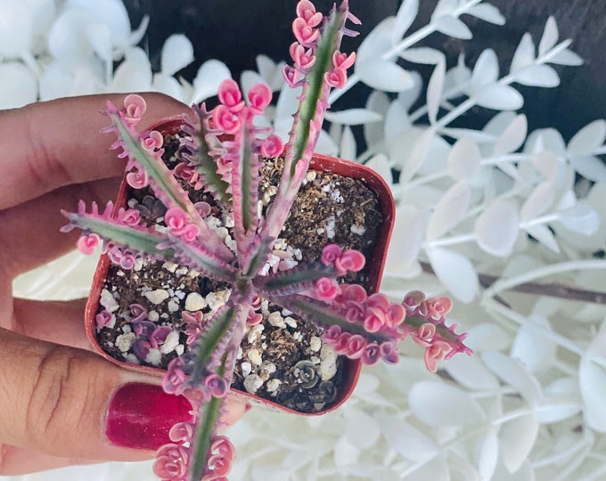 Pink Butterflies Kalanchoe 2 Inch Variegated Delagoensis Etsy