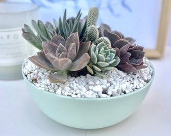 Mint Mermaid - Live Succulent Bowl