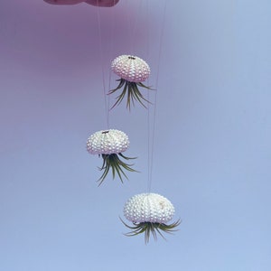 Jellyfish Hanging Airplant Display