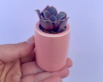 Pixie Potter - Mini Potted Live Succulent