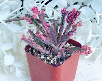 Alocasia Black Velvet Pink Variegated 3” - Etsy