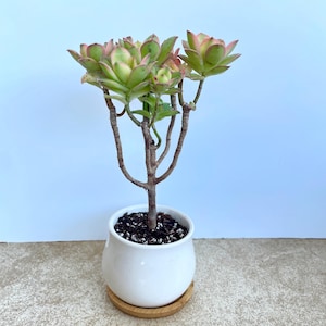 Succulent Tree - Etsy