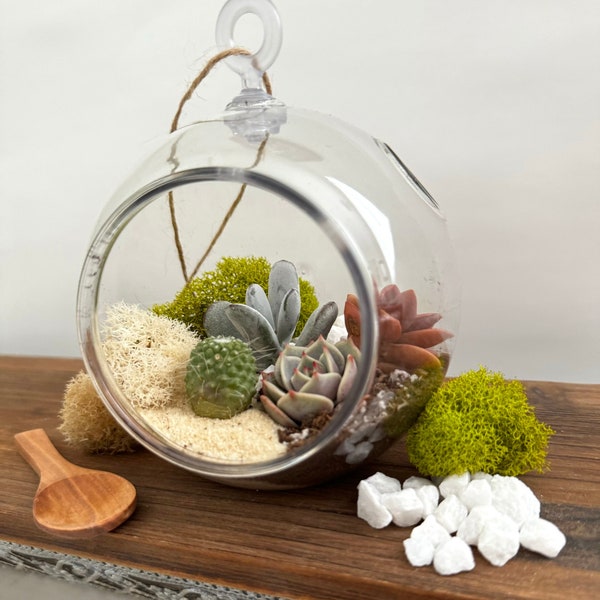 Hang in There- Succulent Terrarium Kit