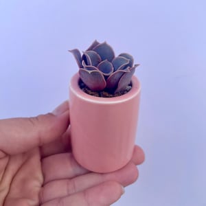 May include: A small pink ceramic pot with a succulent plant. The succulent has dark green leaves with a reddish hue.