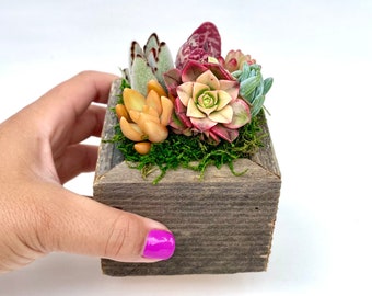 Sugar Cubes - Live Mini Succulent Garden Arrangements in Reclaimed Wood Boxes