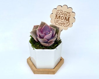 Lil Mama - Mother’s Day Gift for Mom - Mini Live Succulent in Ceramic Pot with Stand - Mother’s Day Best Mom Ever Mini Flower Gift