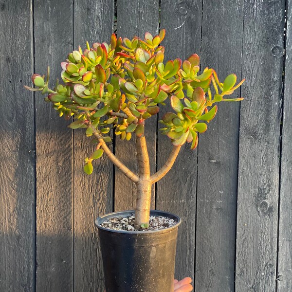 Jade Tree Gallon- Crassula Ovata ‘Crosby’s Compact’ Succulent B