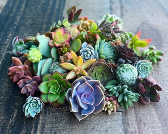 Colorful Succulent Cuttings - Assorted Live Succulent Clippings