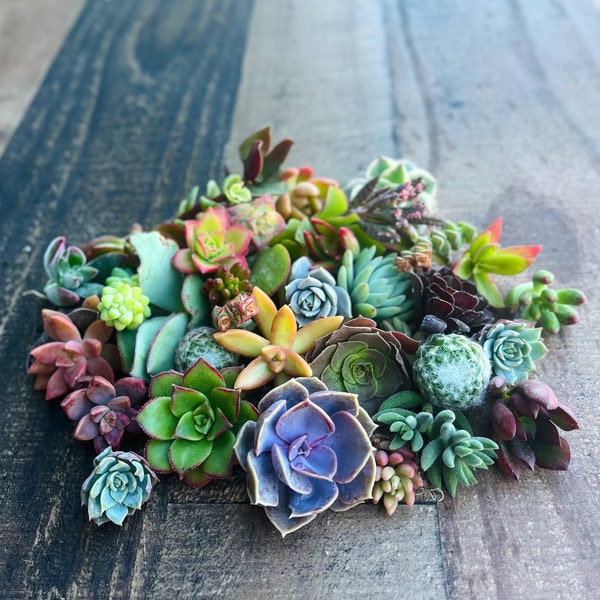 Colorful Succulent Cuttings - Assorted Live Succulent Clippings