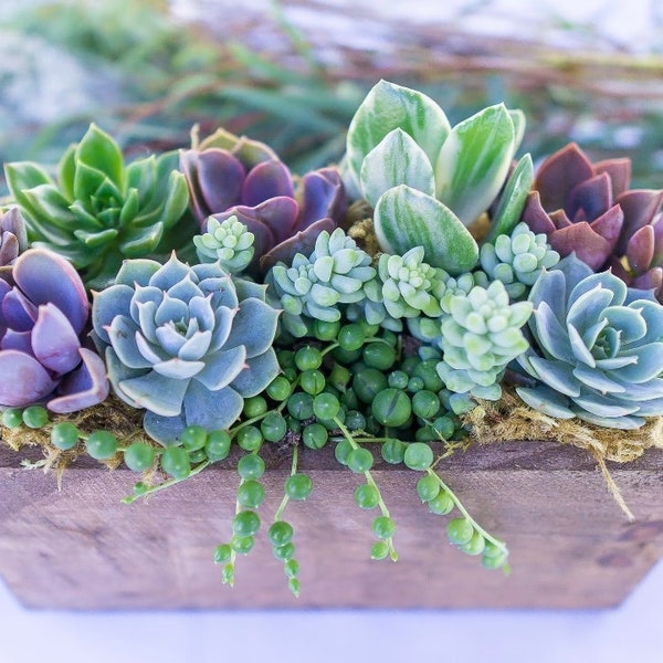 Wind and Sea - Live Succulent Arrangement Box Garden