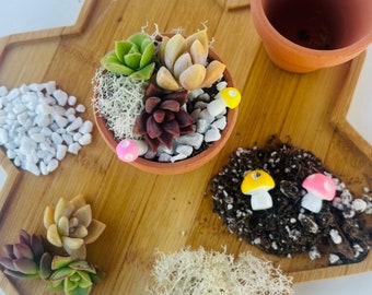 Fairy Succulent Garden Kit - Mini