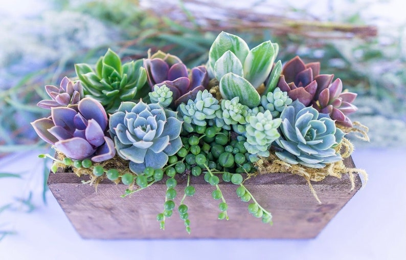 Wind and Sea Live Succulent Arrangement Box Garden - Thumbnail 3