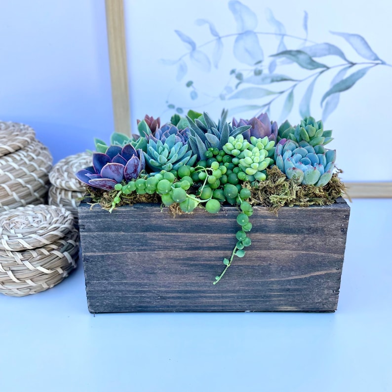 Wind and Sea Live Succulent Arrangement Box Garden - Thumbnail 4