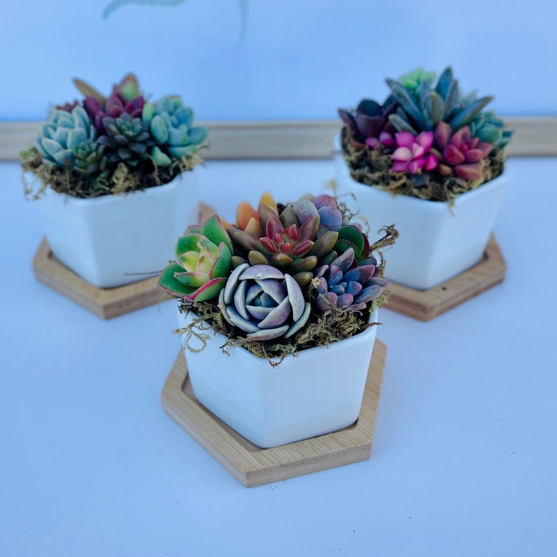 mini colorful succulents in a hexagon ceramic pot with wooden plinth
