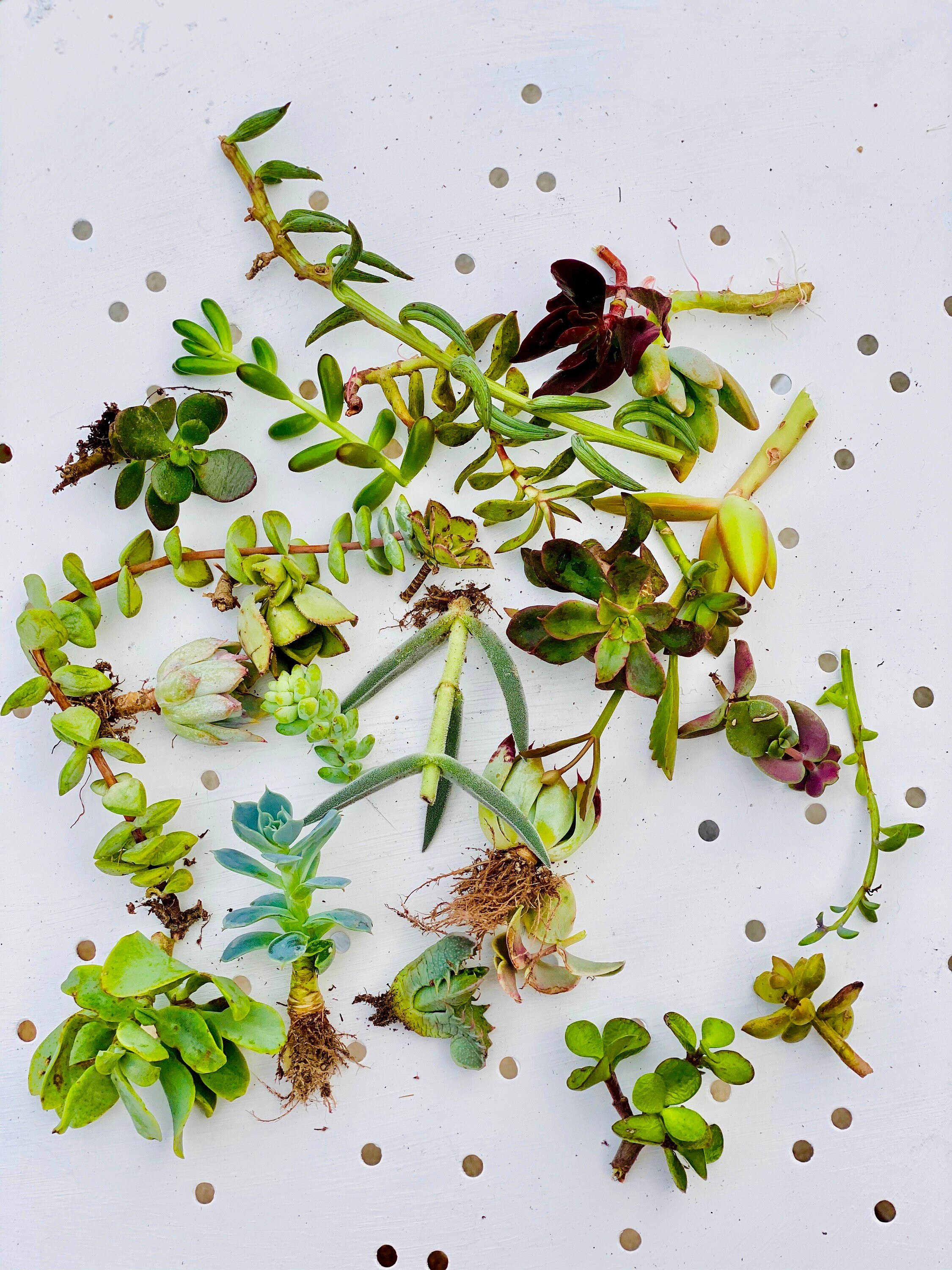 Imperfection Collection - 12 Succulents Needing TLC
