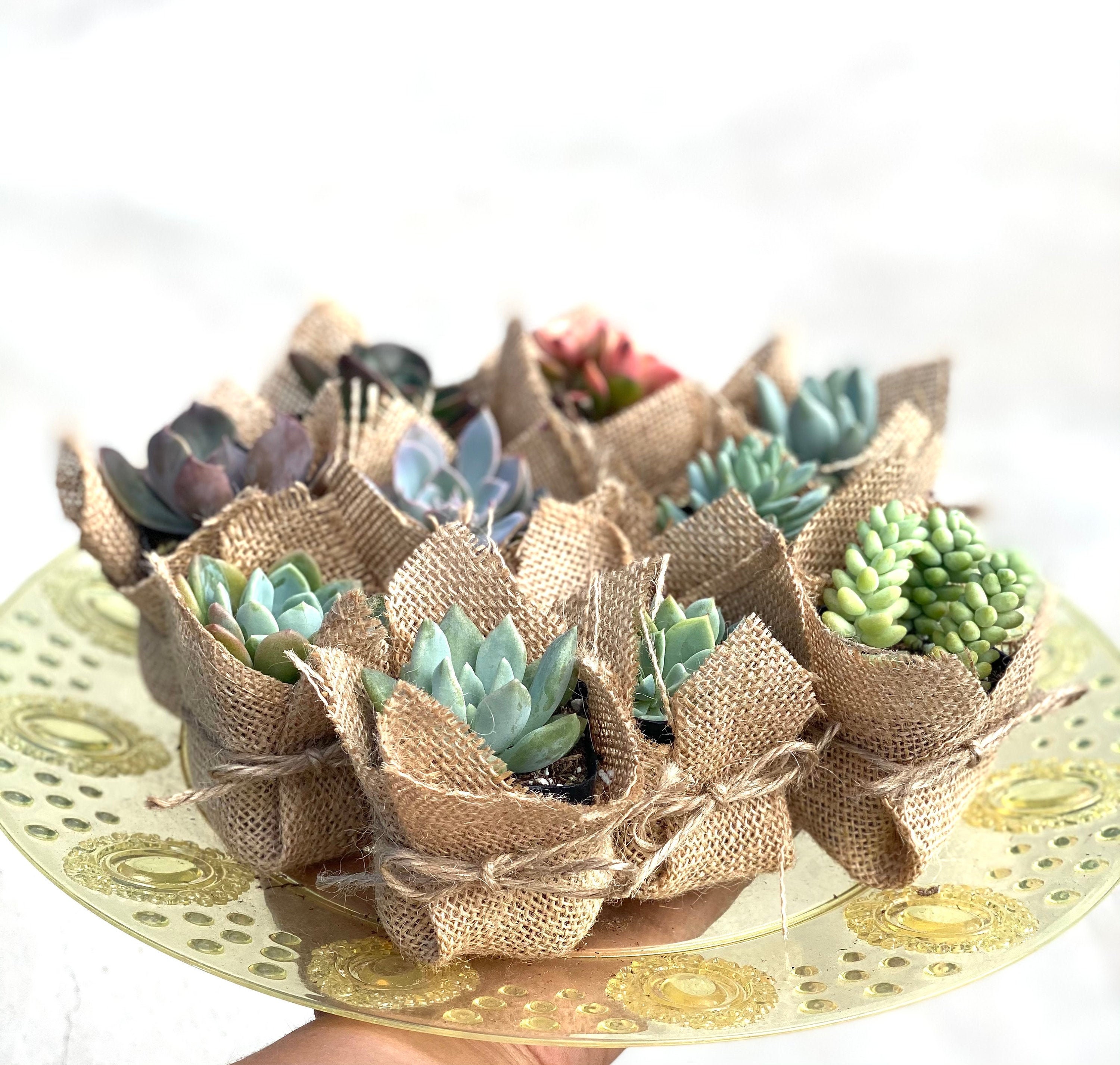 Succulent Party Favors in Burlap Baby Shower Wedding Favors Etsy