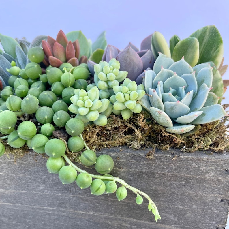 Surfside Succulents Succulent Arrangement - Thumbnail 5