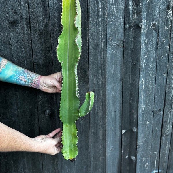 Euphorbia Ammak Cuttings - Large Cactus - Free Shipping