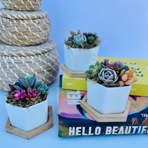 mini colorful succulents in a hexagon ceramic pot with wooden plinth