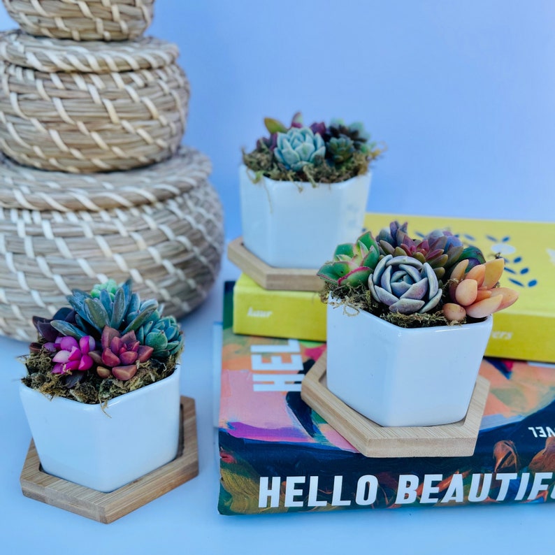 mini colorful succulents in a hexagon ceramic pot with wooden plinth