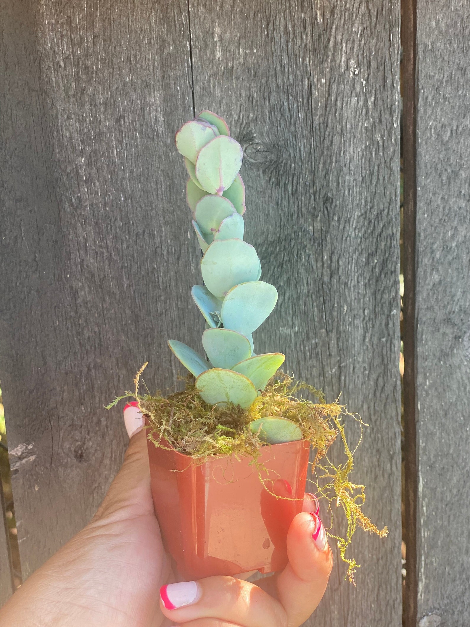 Kalanchoe Panamensis Mariner's Kalanchoe Succulent Etsy