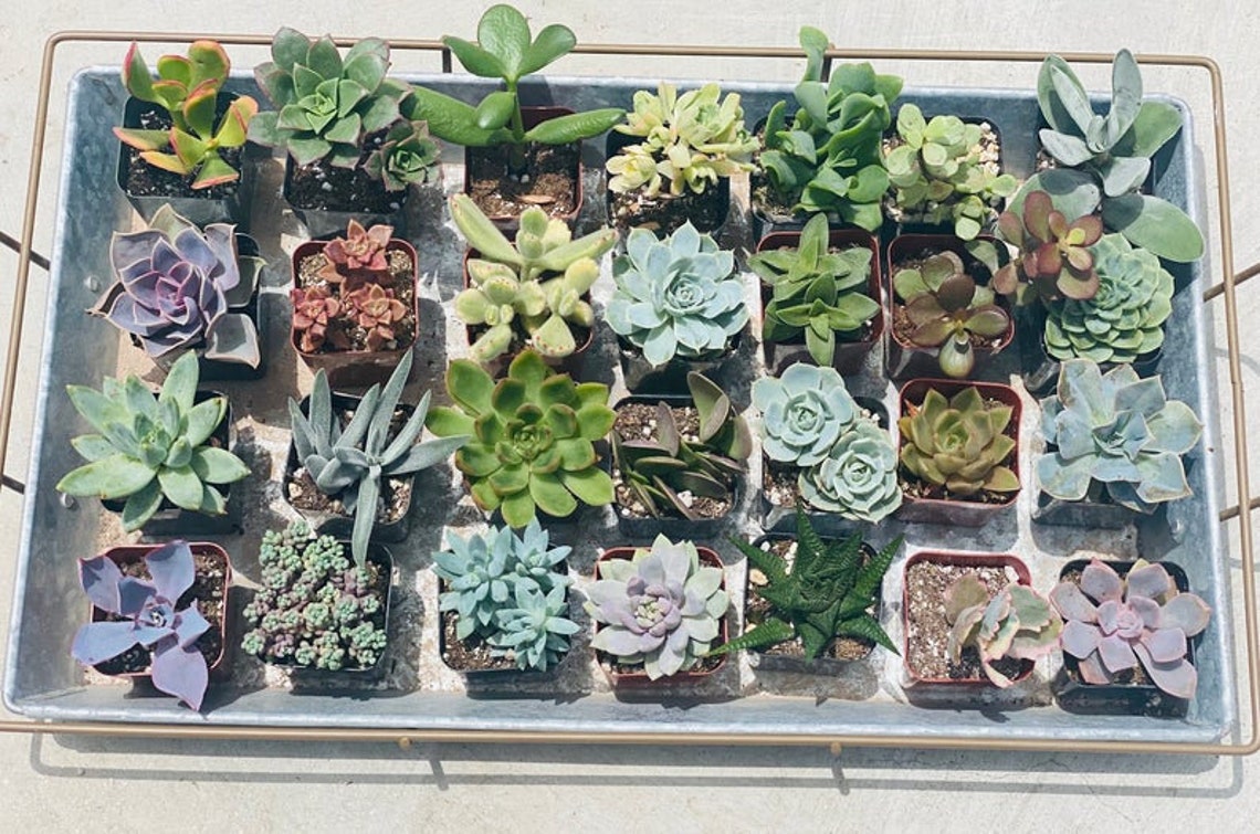 50 Potted Succulents Bulk Succulents in 2 inch Pots Etsy