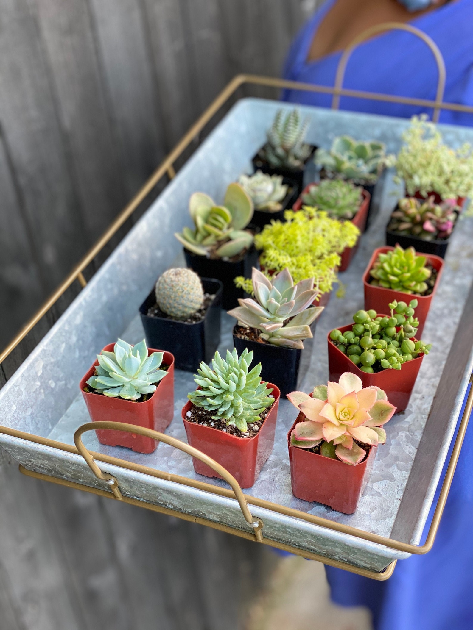 100 Succulents Potted Bulk Succulents in 2 inch Pots 100 Etsy