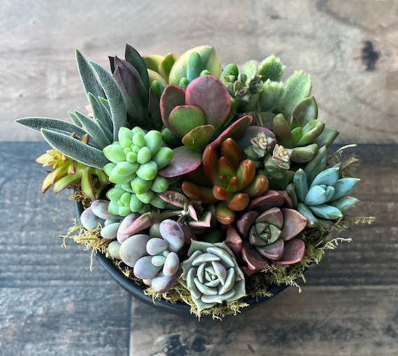 Rainbow Road Potted Succulent Garden - Ships Free!