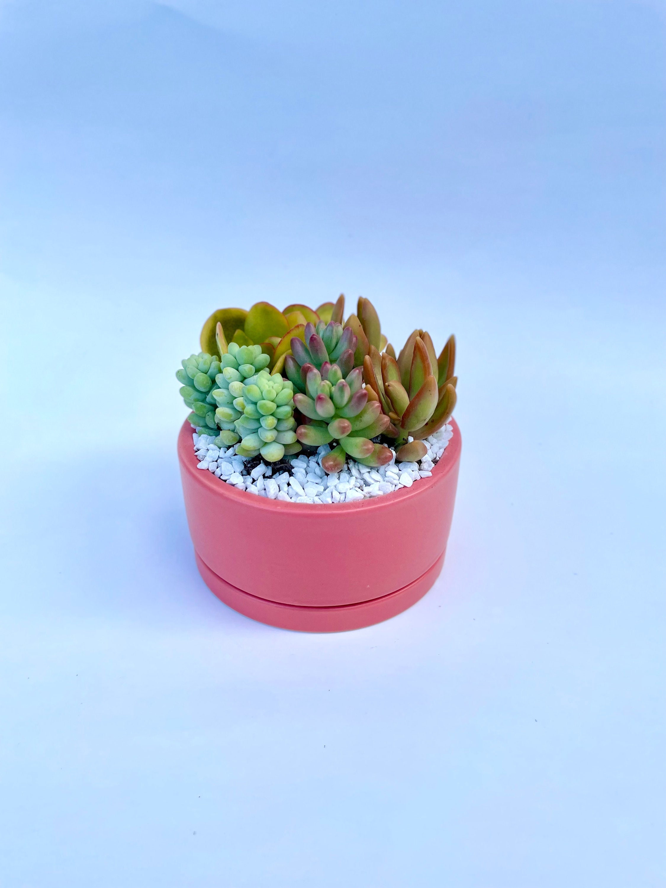 Fruit Punch - Live Succulent Potted Dish Garden in Ceramic