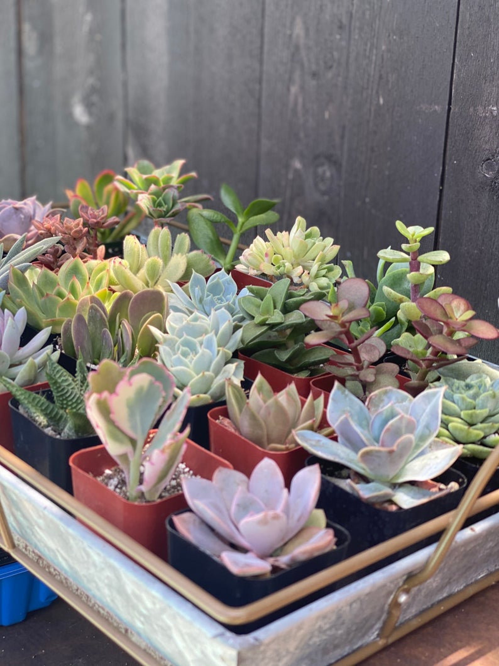 100 Succulents Potted Bulk Succulents in 2 inch Pots 100 Etsy