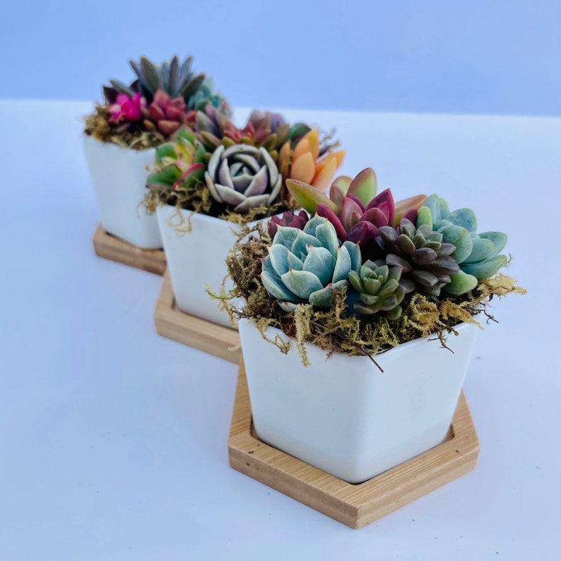 mini colorful succulents in a hexagon ceramic pot with wooden plinth