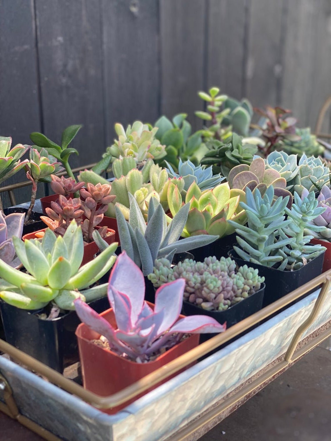 100 Succulents Potted Bulk Succulents in 2 inch Pots 100 Etsy