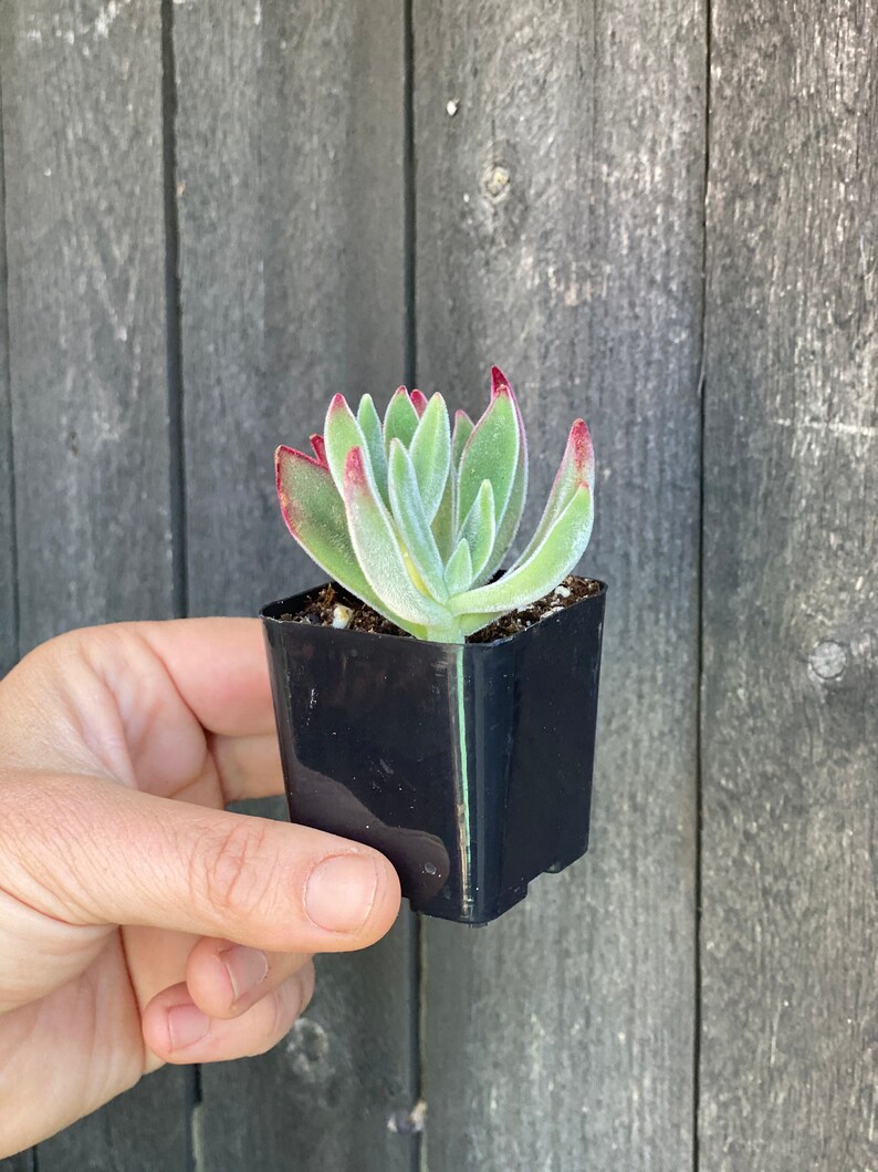 Echeveria Pulvinata Succulent 2\u201d Ruby Slippers