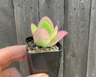 Mother of Thousands- 2” Potted Succulent