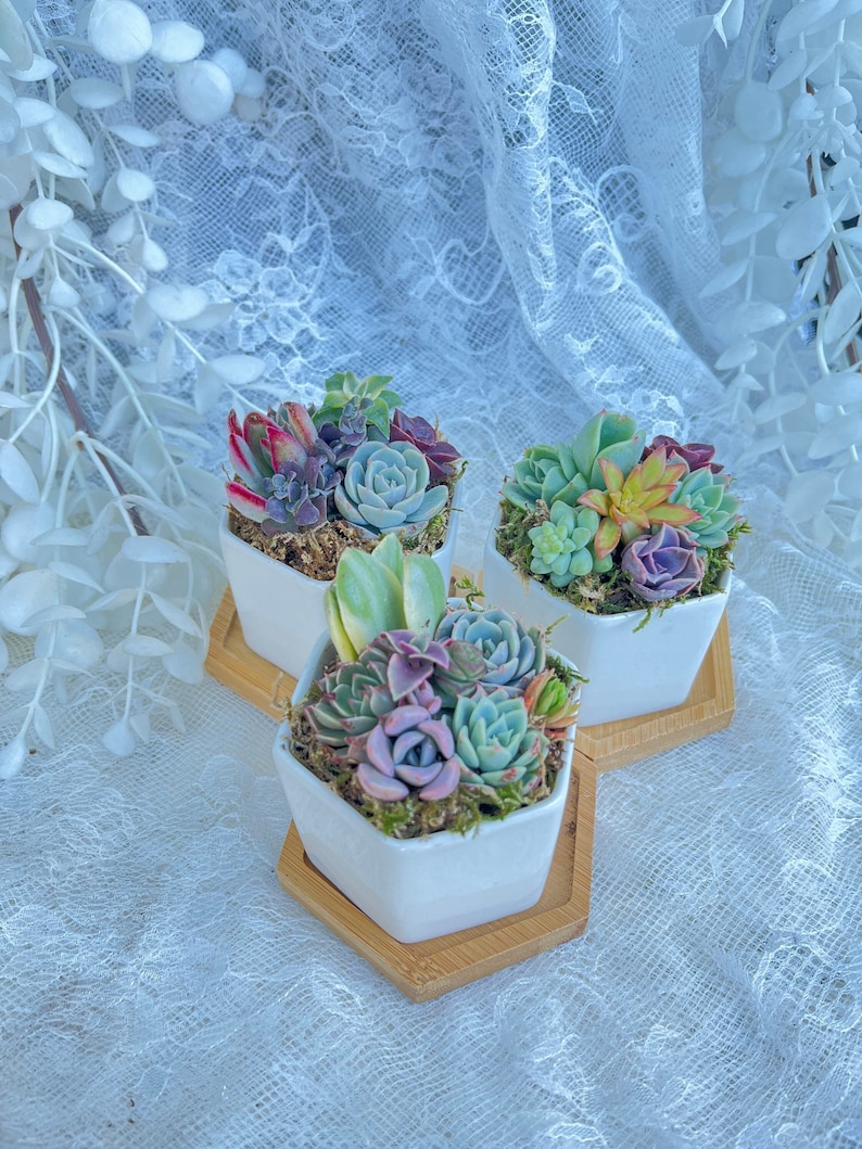 mini colorful succulents in a hexagon ceramic pot with wooden plinth