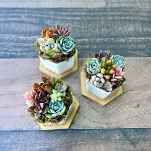 mini colorful succulents in a hexagon ceramic pot with wooden plinth
