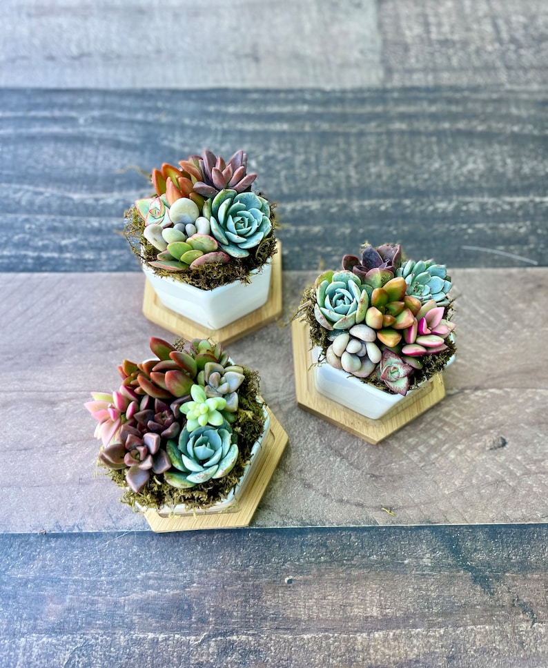 mini colorful succulents in a hexagon ceramic pot with wooden plinth