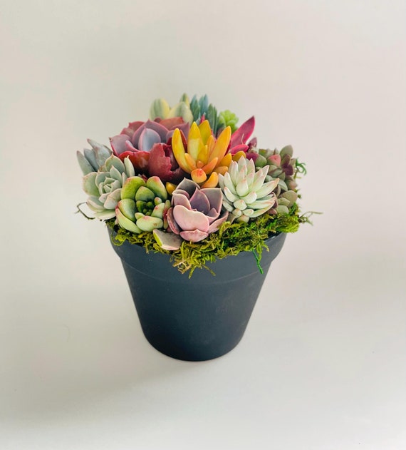 Rainbow Road Potted Succulent Garden - Ships Free!