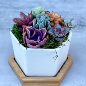 mini colorful succulents in a hexagon ceramic pot with wooden plinth