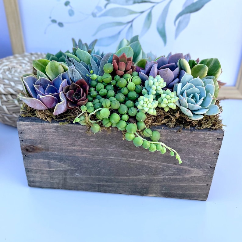 Surfside Succulents Succulent Arrangement
