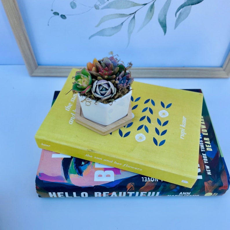 mini colorful succulents in a hexagon ceramic pot with wooden plinth