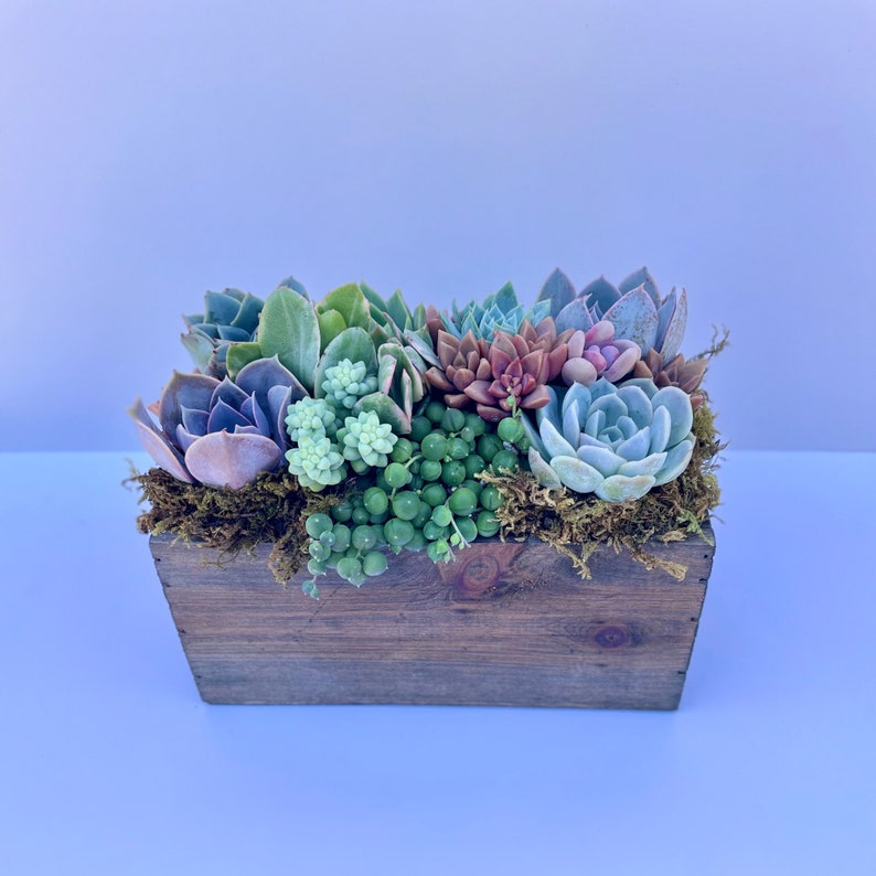 Wind and Sea Live Succulent Arrangement Box Garden