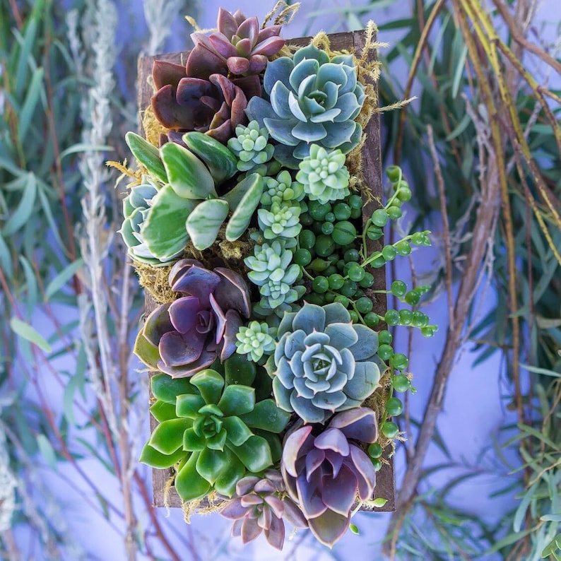 Wind and Sea Live Succulent Arrangement Box Garden - Thumbnail 2