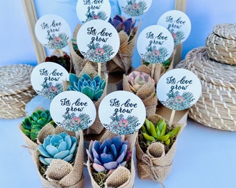 Let Love Grow - Wedding, Bridal Shower , Engagement Party Live Succulent Favors for Guests