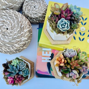 mini colorful succulents in a hexagon ceramic pot with wooden plinth