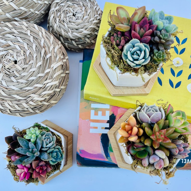 mini colorful succulents in a hexagon ceramic pot with wooden plinth