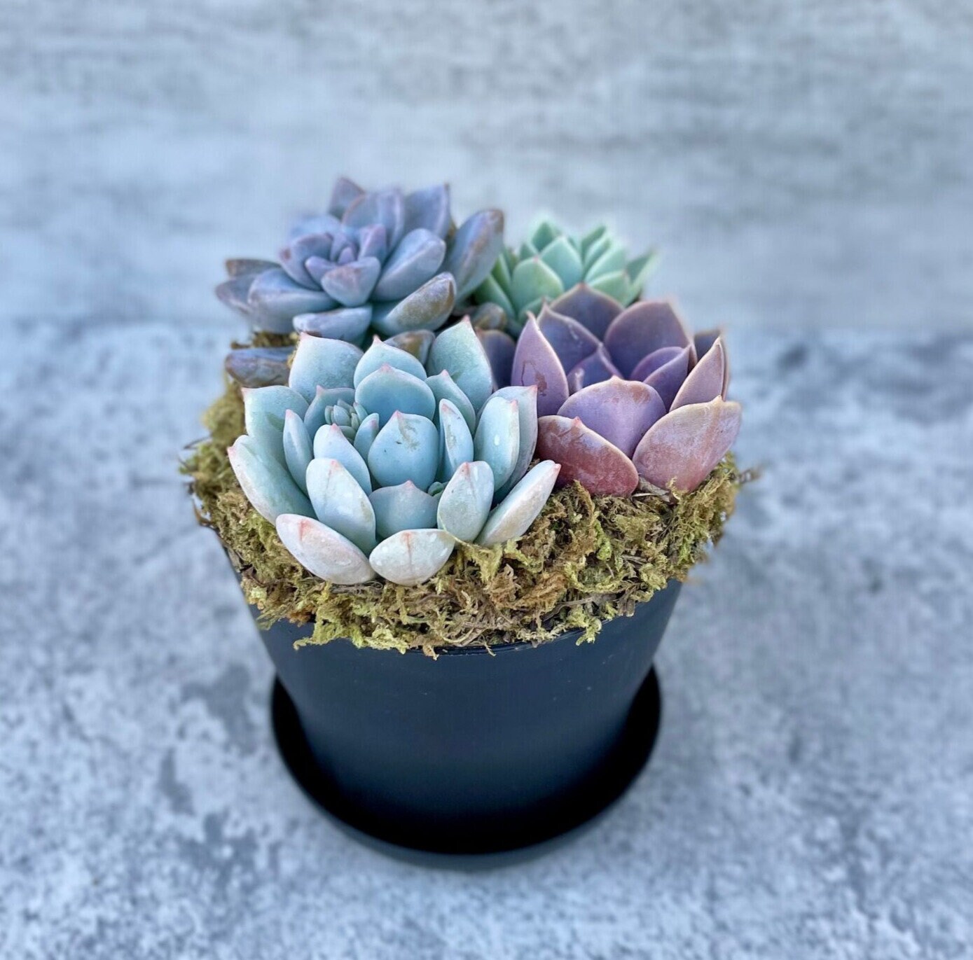 Low Tide - Potted Succulent Arrangement
