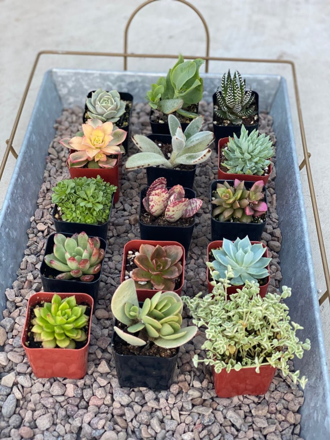 100 Succulents Potted Bulk Succulents in 2 inch Pots 100 Etsy